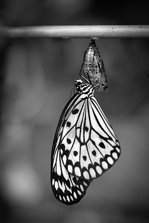 Papillon aux ailes déployées
