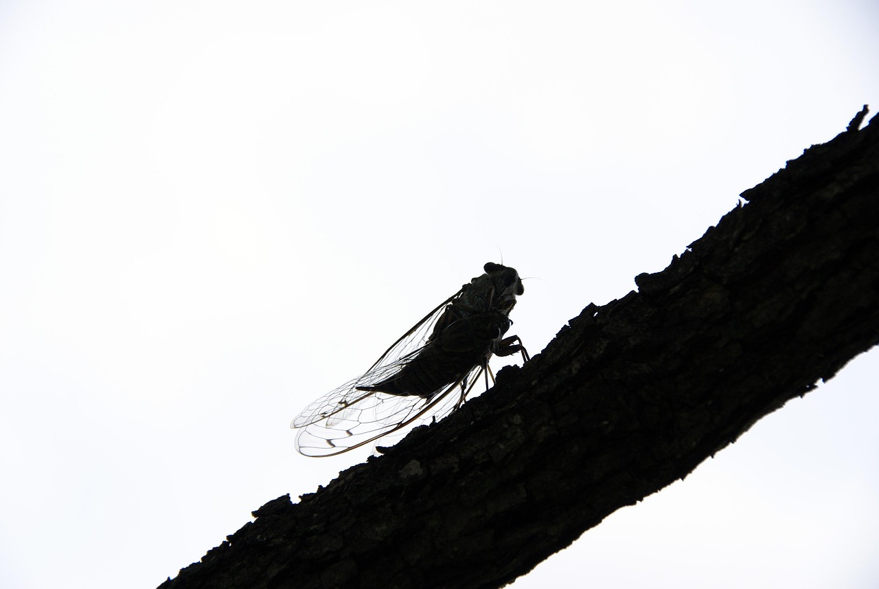 Cigale posée sur une branche, emblème de CIGALUX